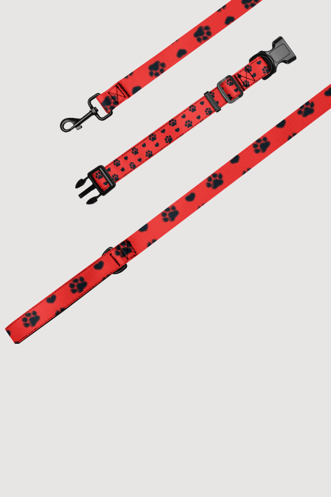 Pet Collar with Leash